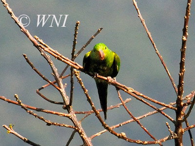 Plain Parakeet (Brotogeris tirica)